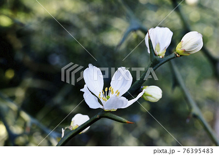 White flower of trifoliate orange tree White flower of trifoliate orange tree 76395483