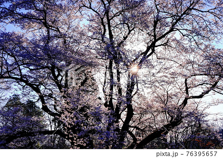 鉢形城の桜 鉢形城の桜 76395657