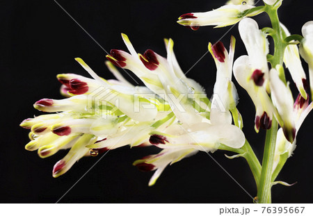 White flowers on dark background 76395667