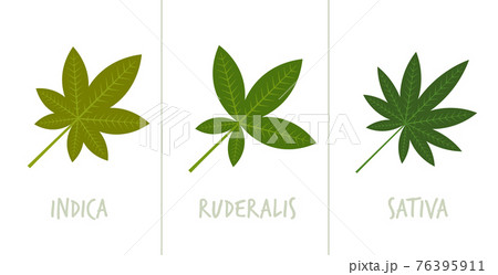 Set Sativa Indica Ruderalis Marijuana Leaves のイラスト素材 Set Sativa Indica Ruderalis Marijuana Leaves のイラスト素材