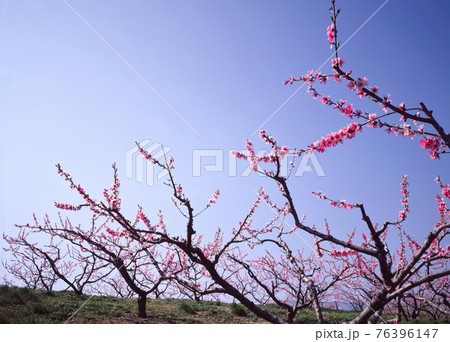 桃の木　桃畑　もも　 76396147