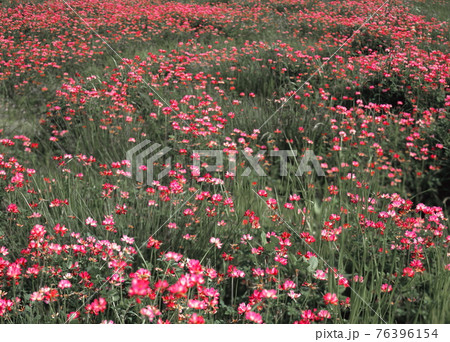 春れんげそう風景春の花 76396154