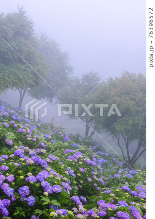 霧の中に咲く紫陽花(梅雨イメージ) 霧の中に咲く紫陽花(梅雨イメージ) 76396572