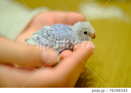 生まれたて 76396585