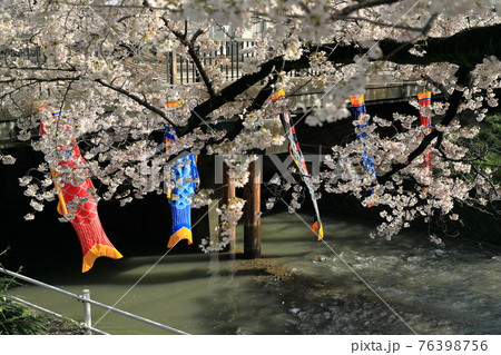 桜とのんぼり 76398756