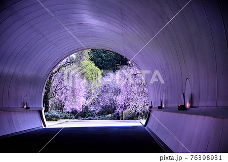 ミホミュージアムのトンネルと桜 ミホミュージアムのトンネルと桜 76398931