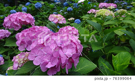 ハートの形をした紫陽花がかわいい 紫陽花が沢山咲いていたら梅雨の長雨が続いても気持ちが少し明るくなるの写真素材