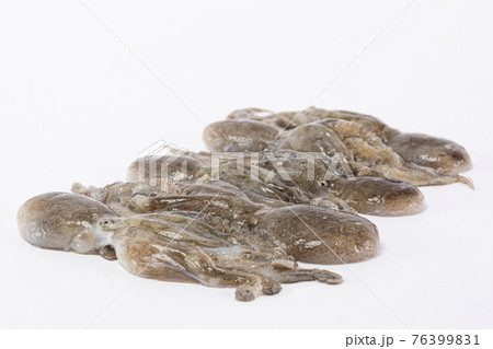 octopus, white background octopus, white background 76399831