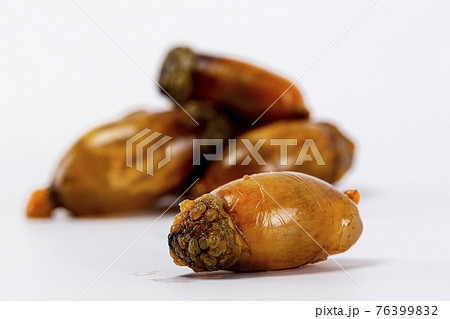warty sea squirt, white background warty sea squirt, white background 76399832