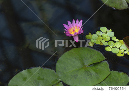 Flowers in pond 76400564