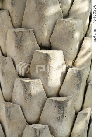 wood bark 76400566