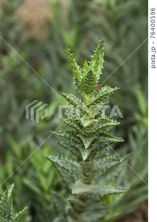 greenery concept, green plants and leaves 76400596