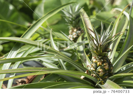 pineapple and green plants pineapple and green plants 76400733