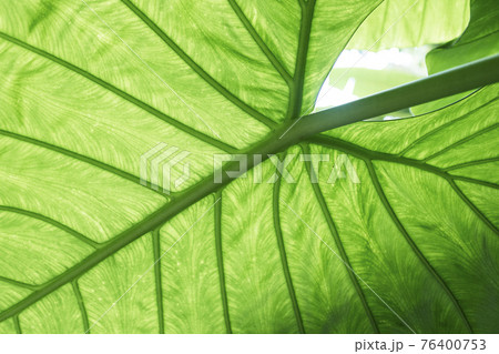 greenery concept, green plants and leaves 76400753