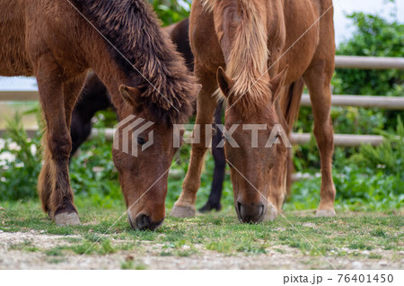 並んで草を食む馬 76401450
