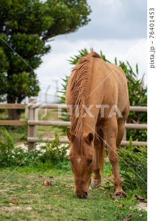 草を食べる馬 76401453