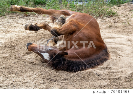 砂浴びをする馬 76401463