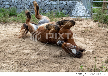 砂浴びをする馬 76401465