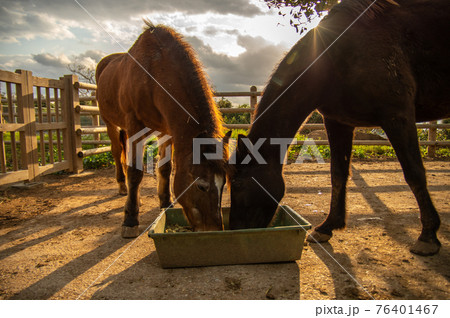 仲良くエサを食べる馬の写真素材