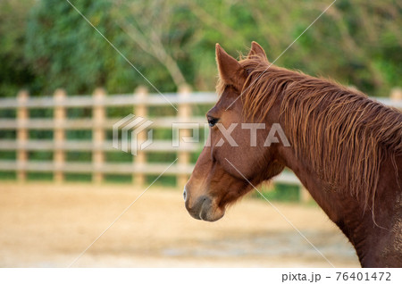 馬の顔 76401472