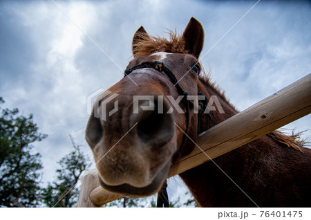 馬の顔 76401475