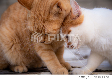 じゃれる仲良し猫の写真素材