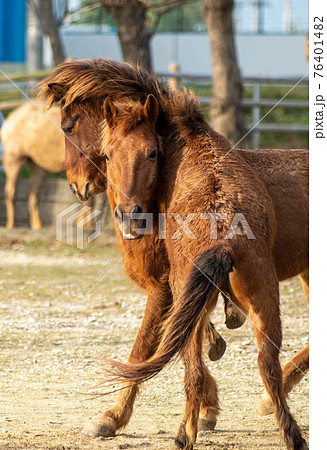 じゃれあう馬たち 76401482