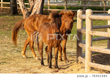 ヨナグニウマとミサキウマ（MIX) 76401484