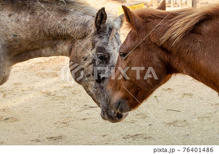 挨拶する馬たち 76401486