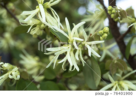 中央にシロバナトキワマンサクの花をアップの写真素材