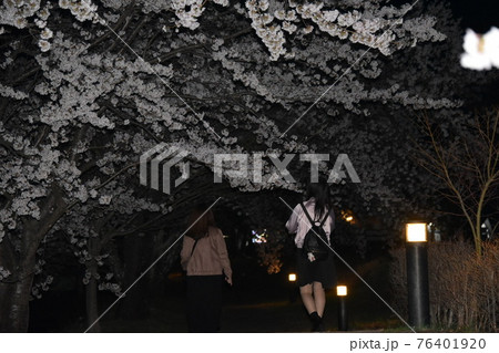 夜桜 76401920