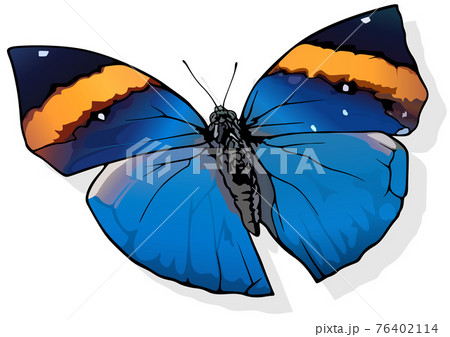 Orange Oak-leaf Butterfly 76402114