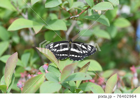蝶のコミスジ 76402964