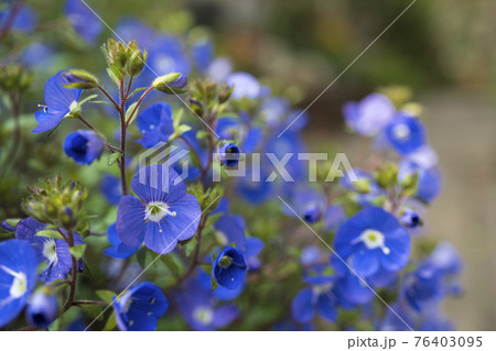 ベロニカ オックスフォード ブルーの花と蕾をアップの写真素材