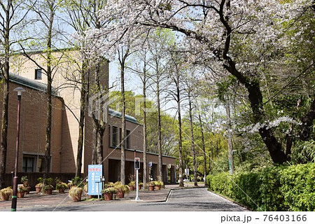 町田市　芹ヶ谷公園　国際版画美術館と満開桜と新緑 76403166