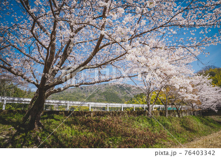 井手の玉川　桜　春イメージ 76403342