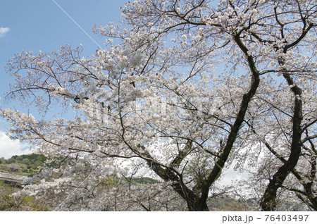 神奈川県の桜名所の一つである山北町の桜 神奈川県の桜名所の一つである山北町の桜 76403497