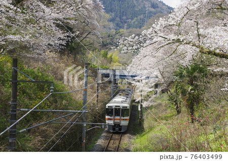 線路に沿って咲く山北の桜並木 線路に沿って咲く山北の桜並木 76403499