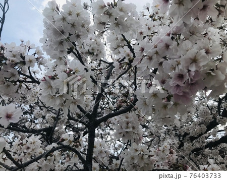 近所の桜の木 76403733