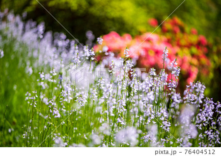 春に咲く桜とツツジが一度に咲く珍しい春の風景 76404512