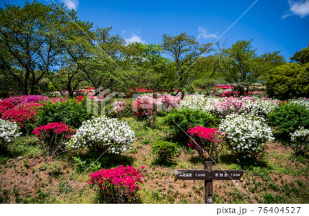 春に咲く桜とツツジが一度に咲く珍しい春の風景 76404527
