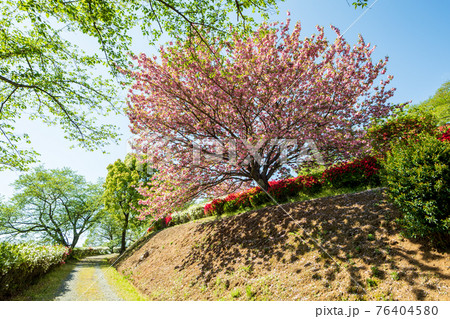 春に咲く桜とツツジが一度に咲く珍しい春の風景 春に咲く桜とツツジが一度に咲く珍しい春の風景 76404580