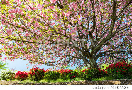 春に咲く桜とツツジが一度に咲く珍しい春の風景 76404588