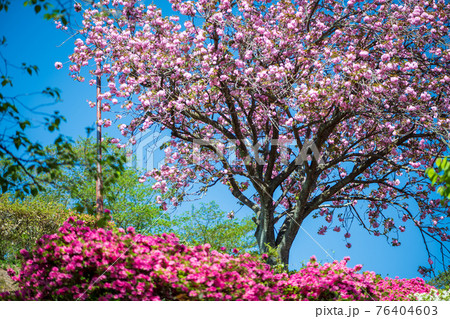 春に咲く桜とツツジが一度に咲く珍しい春の風景 76404603