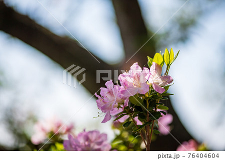 春に咲く桜とツツジが一度に咲く珍しい春の風景 春に咲く桜とツツジが一度に咲く珍しい春の風景 76404604