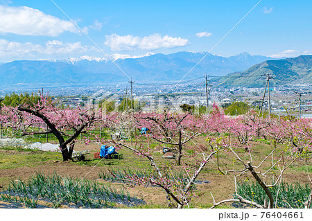 山梨県 春の桃源郷 桃畑 釈迦堂pa地区の写真素材