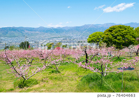 山梨県 春の桃源郷 桃畑 釈迦堂PA地区 山梨県 春の桃源郷 桃畑 釈迦堂PA地区 76404663