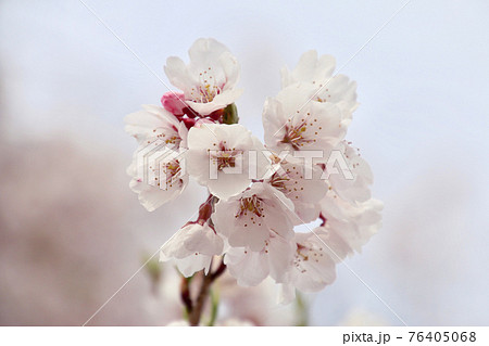 照光寺のしだれ桜（福島県・須賀川市） 76405068
