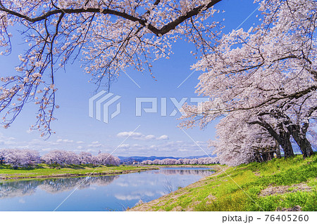 青空と満開の桜　白石川堤一目千本桜　宮城県大河原町 76405260