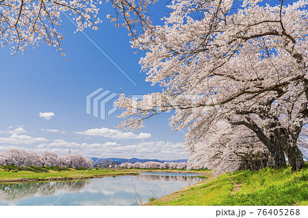青空と満開の桜 白石川堤一目千本桜 宮城県大河原町 青空と満開の桜 白石川堤一目千本桜 宮城県大河原町 76405268